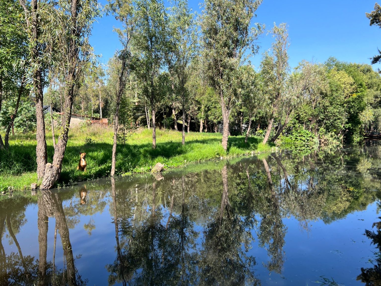 ALCALDÍA XOCHIMILCO LIMPIA CANAL DE AVENIDA NUEVO LEÓN Alcaldía